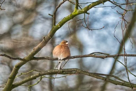 Single chaffinch on a tree in the winter Foto stock