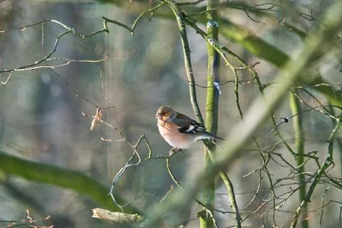 Single chaffinch on a tree in the winter Foto stock