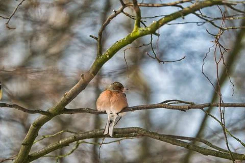 Single chaffinch on a tree in the winter 스톡 사진