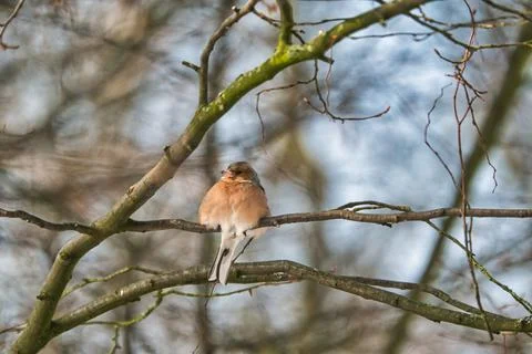 Single chaffinch on a tree in the winter Foto stock