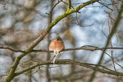 Single chaffinch on a tree in the winter Stock-Fotos