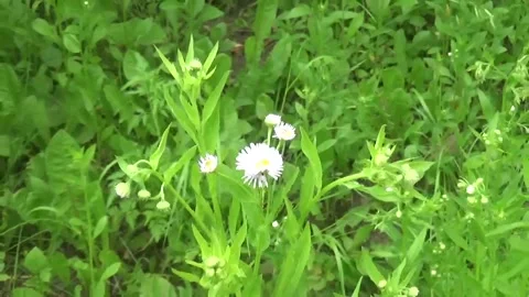 A single chamomile flower against the background of grass and small flowers Vídeos de archivo 312267543