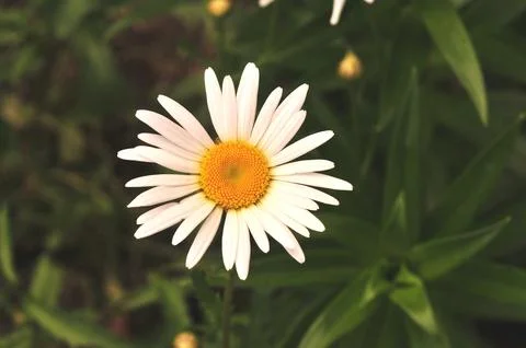 Single chamomile flower close-up against a green foliage background Foto stock