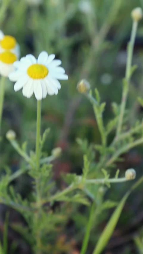 Single chamomile flower gently swaying against blurred green background Video stock 311894466