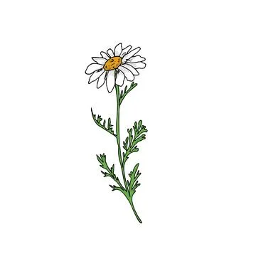 Single chamomile flower Stock Illustration