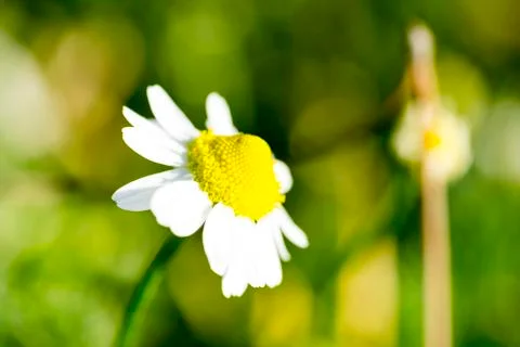 Single chamomile flower Stock Photos