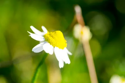 Single chamomile flower Stock Photos