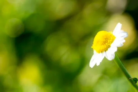 Single chamomile flower Stock Photos