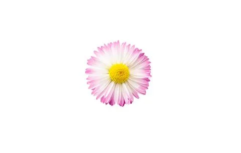 Single chamomile flower top view close-up isolated on a white background. Stock-Fotos