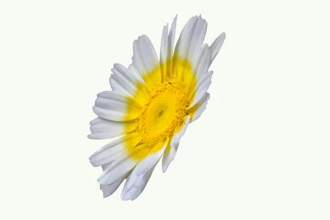 Single Chamomile Flower In White Back Ground Stock Photos