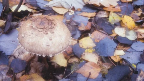 Single champignon in the autumn forest closeup Stock Footage 97278161