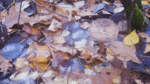 Single champignon in the autumn forest Stock Footage 97278070
