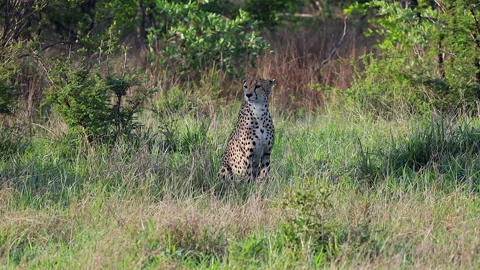 Single cheetah big cat sits center frame in green bush savanna grass Stock Footage 333938924