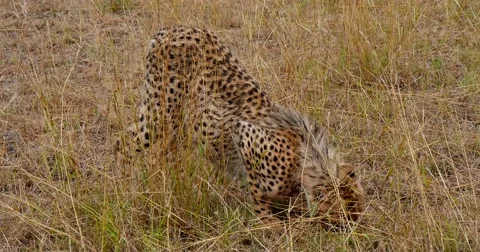 Single Cheetah eating Stock Footage 60383674