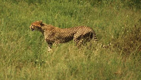Single cheetah running through the grass Stock Photos