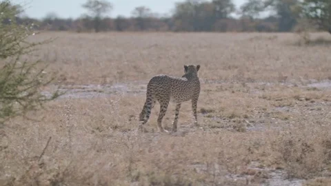 Single cheetah strolling across dry plain in the Kalahari Stock Footage 84201238