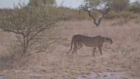 Single cheetah walking from behind one bush to another Video stock 84201220