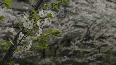 Single Cherry Blossom Branch Stock Footage 62447393
