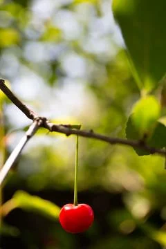 Single cherry hanging on tree branch Stock Photos