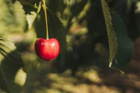 Single cherry hanging from a tree Stock Photos