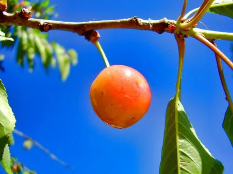 Single cherry in isolation Foto stock