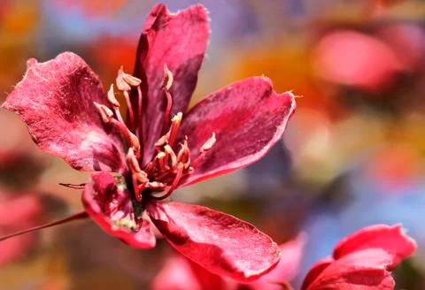 Single cherry tree flower Stock Photos