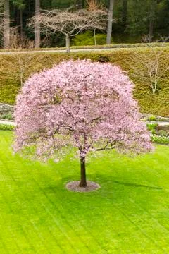 Single cherry tree in green yard Stock Photos