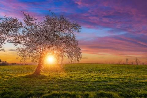 A single cherry tree with the sunset and cherry blossom in blooming in Seos.. Stock Photos
