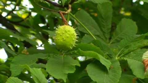 Single chestnut Stock Footage 502035