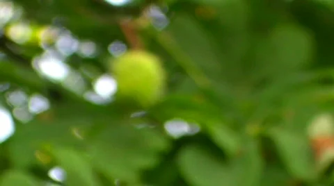 Single chestnut Stock Footage 502041