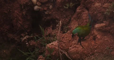 Single Chestnut Fronted Macaw takes a piece of mud from the clay lick and flies Stock Footage 296785908