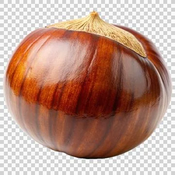 A single chestnut with a glossy brown shell. Stock Photos