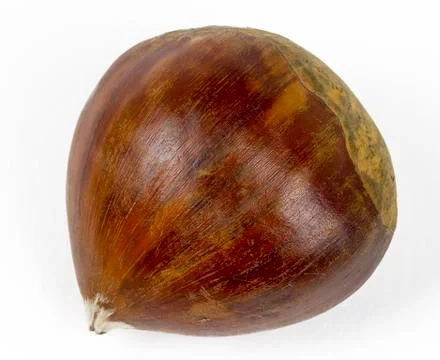 Single chestnut 写真素材