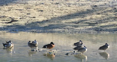 Single Chestnut Teal, Anas castanea, resting on pond 4K Stock Footage 167329916