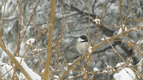 Single Chickadee in a snow storm 스톡 동영상 89846381