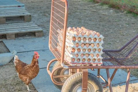Single chicken besides range of brown fresh eggs at farm. Domestic hen lookin Stock Photos