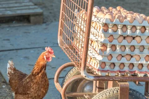 Single chicken besides range of brown fresh eggs at farm. Domestic hen lookin Foto stock