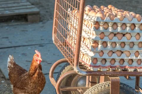 Single chicken besides range of brown fresh eggs at farm. Domestic hen lookin Stock Photos