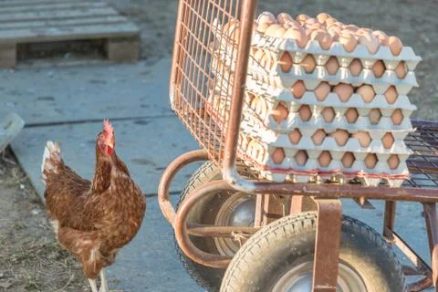 Single chicken besides range of brown fresh eggs at farm. Domestic hen lookin Stock Photos