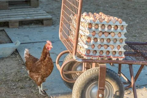 Single chicken besides range of brown fresh eggs at farm. Domestic hen lookin Stock Photos