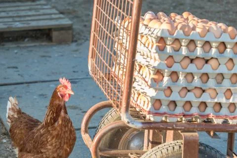 Single chicken besides range of brown fresh eggs at farm. Domestic hen lookin Stock Photos