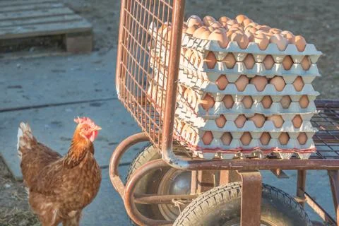 Single chicken besides range of brown fresh eggs at farm. Domestic hen lookin Stock Photos