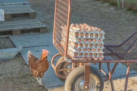 Single chicken besides range of brown fresh eggs at farm. Domestic hen lookin Stock Photos