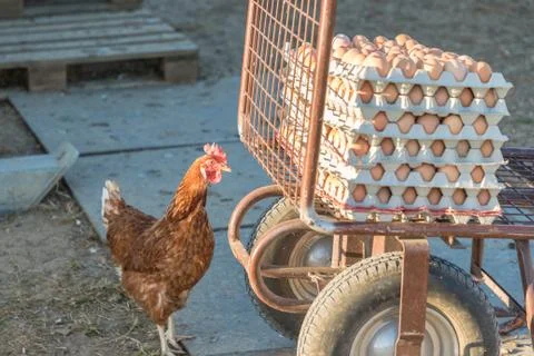 Single chicken besides range of brown fresh eggs at farm. Domestic hen lookin Foto stock