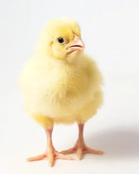 A single chicken chick on a white background Stock Photos