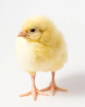 A single chicken chick on a white background Stock Photos