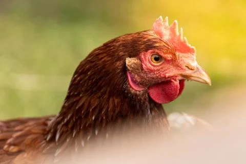Single chicken hen close-up on head Stock Photos