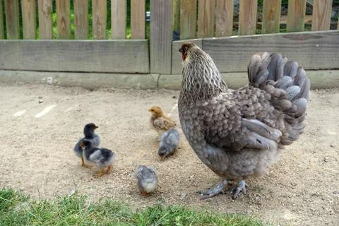 Single chicken with her chicks Stock Photos