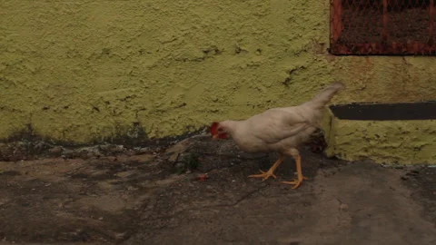 Single Chicken Pecking at Dirt in front of a Rustic Home in Latin America Stock Footage 185094098