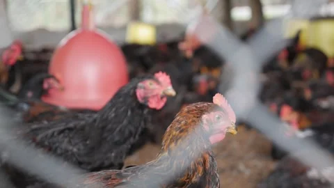 A single chicken stands alert among tightly packed birds, its feathers worn as Stock Footage 325077871